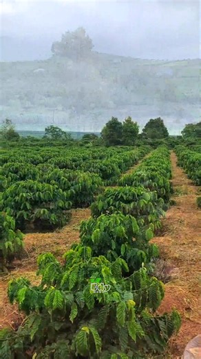 Cafe robusta vietnam #fblifestyle #cafe | Tha Mim