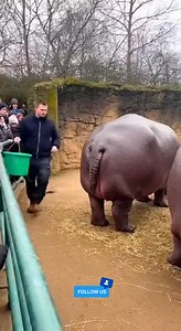 Feeding time ❌, Farting time ✅ Hippo understood the assignment 💨🤣 . . #HippoLife #ZooWorkerLife #AnimalFails #FunnyReels #HippoFart #AIComedy #USAFunny #ViralNow #WildlifeReels #LOLReels | Neko