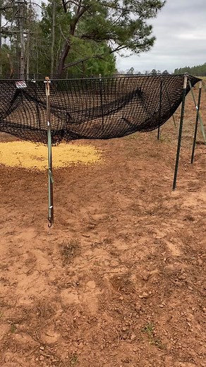 Effective Hog Trapping Techniques for Success