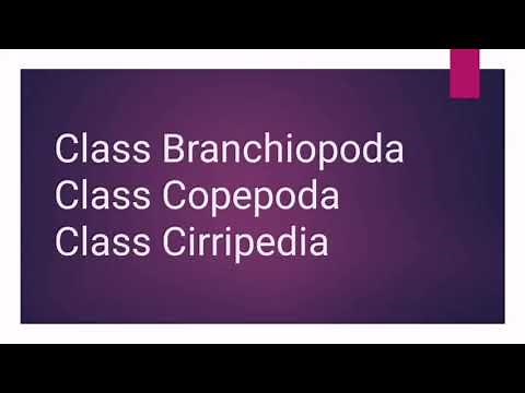 Class Branchiopoda | Copepoda | Cirripedia | Fairy shrimps | Barnacles