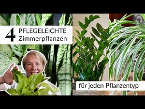 Pflegeleichte Zimmerpflanzen, die perfekt zu dir passen! Deine Pflanze passend zu deinem Pflanzentyp