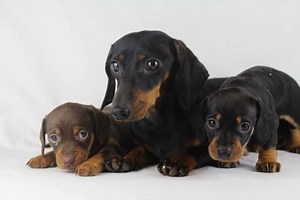 DwergTeckel Pups Te Koop - Belgische Fokker