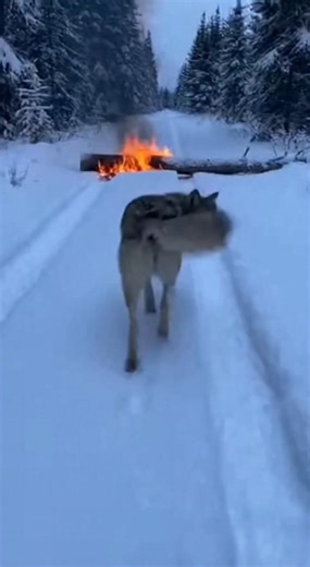 Wolf's Daring Fire Rescue! Incredible moment a wolf saves its pup from a burning log in the snow. #fblifestyle #AI Generated using Kling AI . . . (For entertainment purposes only. Consult professionals if guidance on activities is presented. No brand affiliation is implied if any are shown. If inspired by true events, creative adaptations may be included. Content may include public footage.) | Fabiosa Hearty