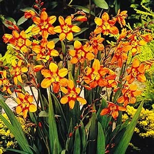 50 Crocosmia Lucifer Bulbs for Planting, Hardy Perennial Flowers Bulbs for Landscaping (50 Rare Crocosmia)