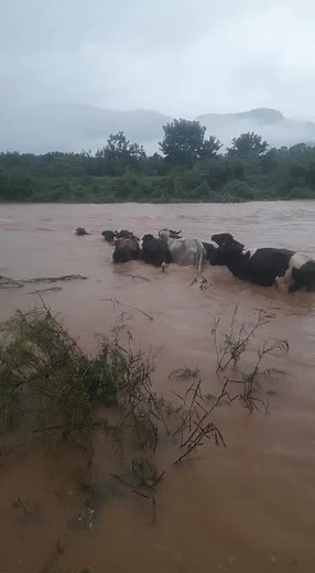Cattle Herds Crossing a Muddy River