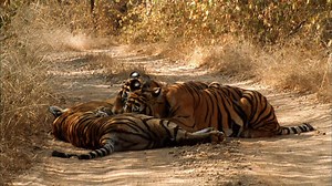 Nature - Tiger Family Bonding - Twin Cities PBS