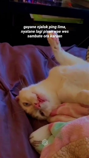 wes gak heran 😂 #pensiunanwongsangar