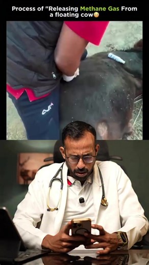 Understanding Cow Stomach Gas: Causes and Risks