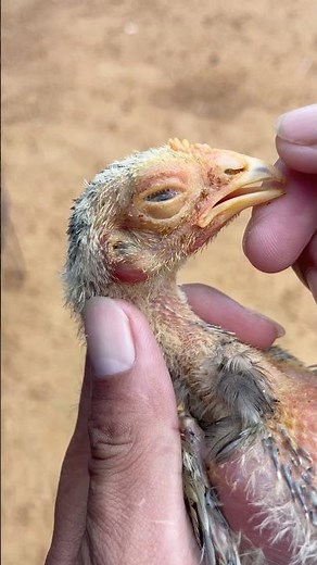 Treatment of chicken eye #chicken #youtubeshort #short