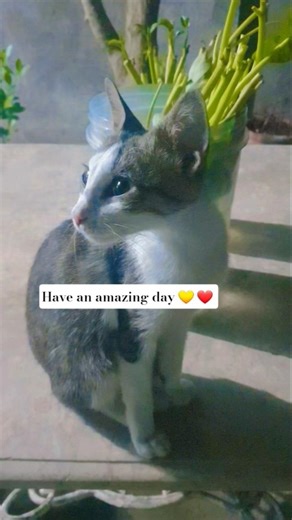 You found my channel!🐈‍⬛ #catvideo #catshorts #funnycat #viralshorts