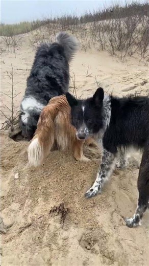 #digging dogs! What have they found?