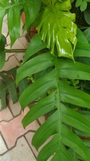 Rhaphidophora decursiva #rhaphidophora