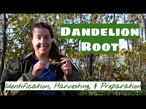 Dandelion Root: Identification, Harvesting, and Preparation