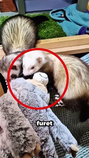 Elle suivit son chaton... et j'ai découvert ça 🥺