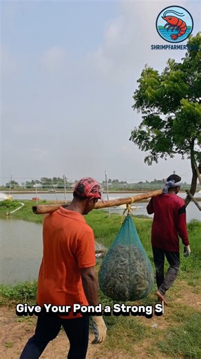 Shrimpfarmershub | High PL survival comes from consistent, science-based rearing. Every stage — from broodstock to larvae — is closely monitored, with perfect... | Instagram