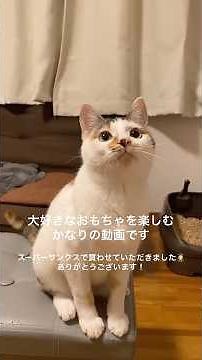 視聴者様から頂いたおもちゃを爆速で破壊する猫 #保護猫 #cat #三毛猫かなり #おもしろ