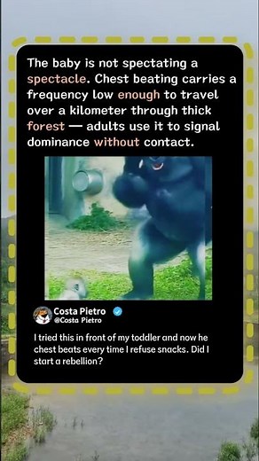 Baby Gorilla Tries Chest Beating Just Like Dad! 🦍 #Gorilla #Wildlife #Nature