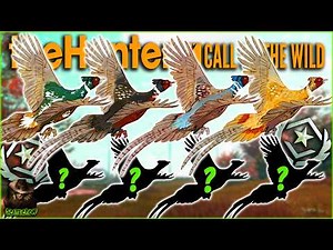 All 8 Fabled Plumage Variations For The Great One Pheasant Revealed! Call of the wild