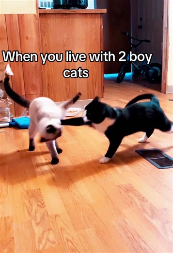 #catfighting #catbrothers #catwalk #catedit #catsmeow #catsdoingthings