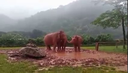 539K views · 55K reactions | Rain brings so much joy to the elephant. Listen to this joyful expression. The child has much to say. Her delight is tangible, and offers a window into their muddied world. The varied tones and bent notes is music to a weary heart - deeply healing, peaceful. They live in the Present Moment. | Elephant Nature Park | Facebook