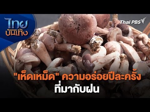 "เห็ดเหม็ด" ความอร่อยปีละครั้งที่มากับฝน | อิ่มมนต์รส | ไทยบันเทิง