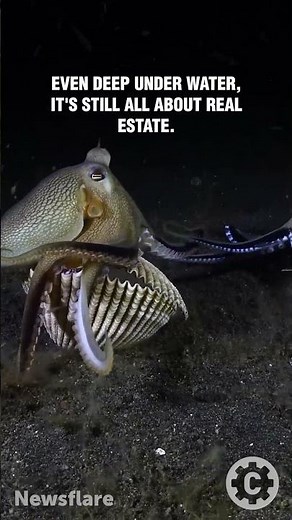 Rare Footage : Coconut Octopus Battle at Night 🐙