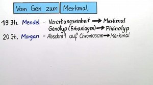 Genwirkkette – vom Gen zum Merkmal  | sofatutor.com