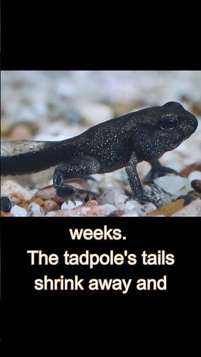Tadpole to Frog Metamorphosis Time-Lapse #frog #metamorphosis #timelapse