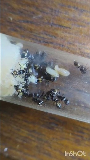 Inside a Growing Ant Colony: Look at Those #ants #shorts