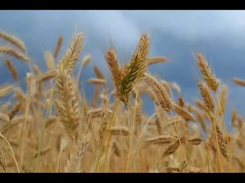 Abdullah Al-Matrood - Surat Al-Imran