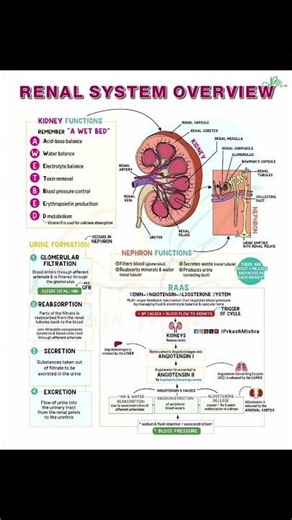 Renal System Overview ✨✨