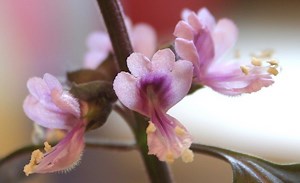 The Health Benefits of Basil