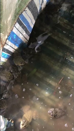 កង្កែប frogs