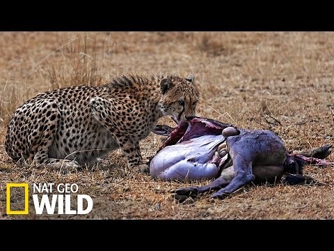 Le guépard attaque un gnou