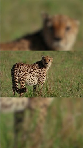 How to Master Hyperfocal Distance for Perfectly Sharp Landscapes #shorts