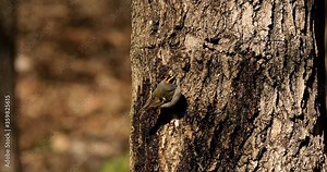 Golden and Ruby crowned Kinglets. In the spring, woodpeckers make holes in a tree from which sweet sap flows. Other birds also fly to these places, drinking this sweet sap.
