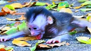 Careless newborn baby scared and cries when mom stay far from baby | Gorilla Family