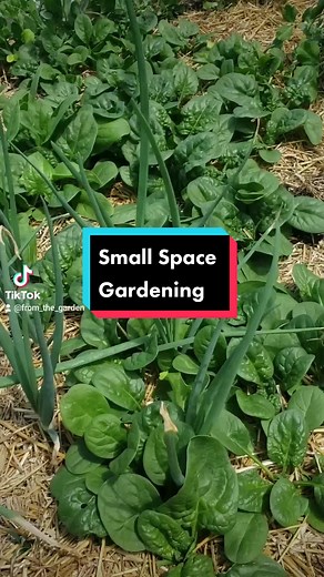 I have 11 garden beds. So imagine how much food I grew this year! Small space gardening can be VERY rewarding! Follow me as I show my process of companion planting and more this next year! #companionplanting #squarefootgardening #growyourownfood #beginnergardener #howtogrowfood #gardentok #gardentips #texasgarden #zone8bgarden