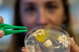 Mais qui est ce « blob » qui a envahi les écoles ?