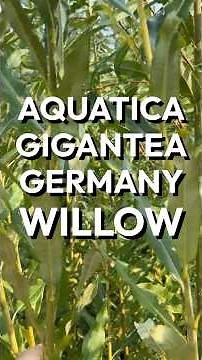 Aquatica Gigantea Germany Willow
