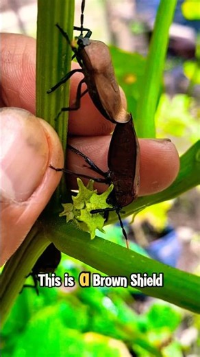 Brown shield bug #shorts #trending #viral