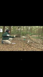 OPERANT CONDITIONING~part 11 of 15~~find out more about the operant condition program at Big Cat Rescue, the purpose, importance, how it is carried out for the cats at different levels and training involved for the keepers. #BigCatRescue #BigCats #Rescue #Conservation #Wildlife #Sanctuary #Florida #OperantConditioning #Training #NeedToKnow #Interesting #Information #CaroleBaskin | Big Cat Rescue