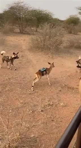 Wow😧 amazing Ai video 100m 🐶🐱🐭🐹🐰🦊🐻🐼🐻‍❄️🐨🐯🦁🐮🐷🐽🐸🐵🐔🐧🐦🐤🦆🦅🦉🦇🐺🐗🐴🦄🐝🪱🐛🦋🐌🐚🦟🐞🐜🪲🦗🕷🕸🐢🐍🦎🦖🦕🦂🦀🦑🐙🦞🦐🐠🐟🐡🐬🦈🐊🐆🐅🦓🦬🐃🐂🐄🦌🦛🐪🦒🦘🦣🦏🦍🐖🦙🐐🐏🐕🐩🦮🐈‍⬛🪶🐓🦤🦚🦜🦢🦩🕊🐇🐁🦝🦥🦡🦫🐾🐲 wow amazing this ai real video 100m view 🔥 #animalsoftiktok #ai #wildlife #petlife #Nature