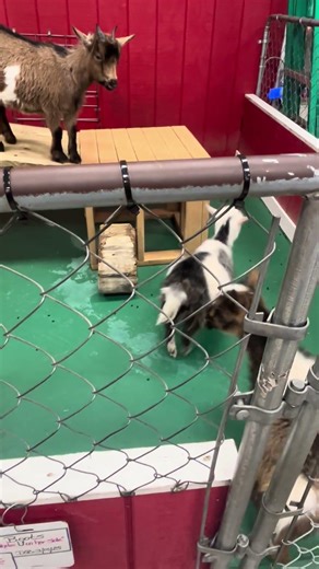 3 Awesome Goats 🐐