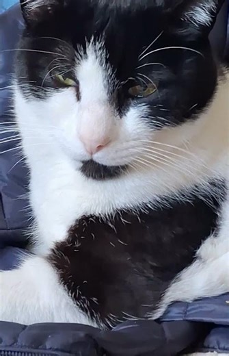 Il dolce musino del mio gatto ❤️