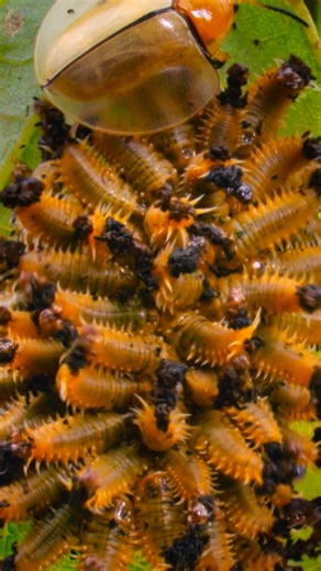 Beetle Larvae Battle with Stink Shield Defense