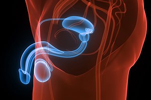 Frein du pénis : anatomie, rôle, schéma, trop court