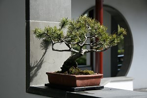 Bonsai Design Principles