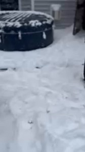 I think Charlie is enjoying the snow in Charlotte, North Carolina! | Jae Australian Cobberdogs
