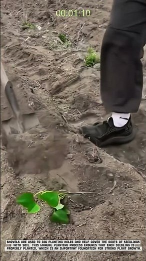 Innovative Agricultural Shovel Tool for Covering Seed Roots with Soil #smartfarming #gardeningtips
